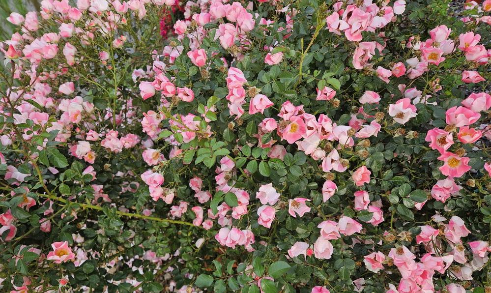 rose-jun.jpg