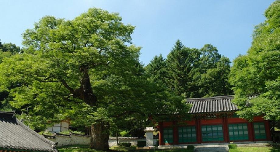 자운서원느티나무.jpg